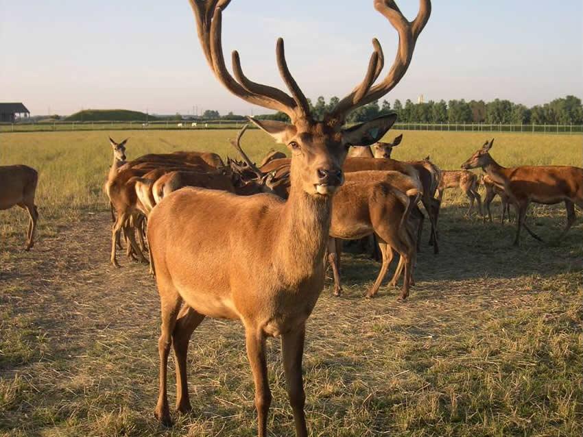 Een hert met een groot gewei kijkt in de lens van de camers.